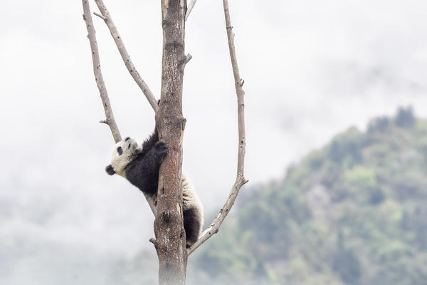 giant panda cub (Ailuropoda melanoleuca) in a panda base, Chengdu region, Sichuan, China