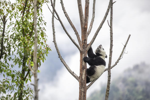 giant panda cub (Ailuropoda melanoleuca) in a panda base, Chengdu region, Sichuan, China