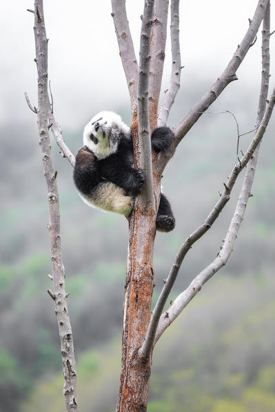 giant panda cub (Ailuropoda melanoleuca) in a panda base, Chengdu region, Sichuan, China