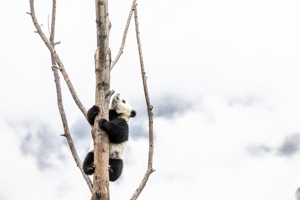 giant panda cub (Ailuropoda melanoleuca) in a panda base, Chengdu region, Sichuan, China