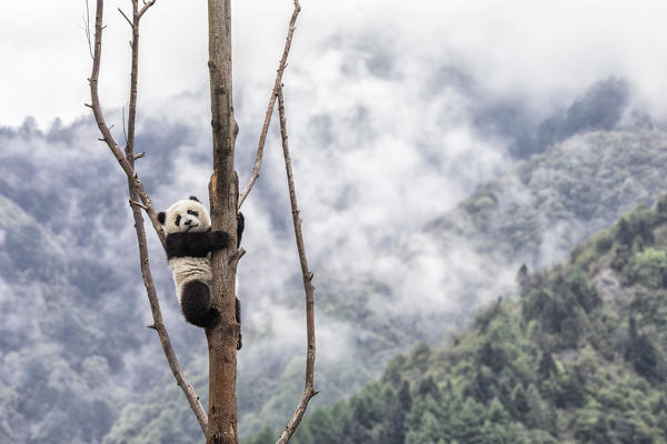 giant panda cub (Ailuropoda melanoleuca) in a panda base, Chengdu region, Sichuan, China