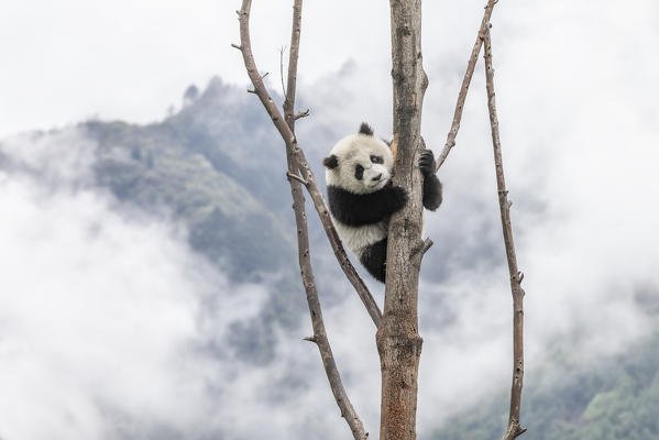 giant panda cub (Ailuropoda melanoleuca) in a panda base, Chengdu region, Sichuan, China