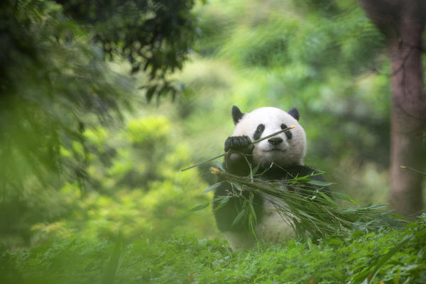 giant panda (Ailuropoda melanoleuca) in a panda base, Chengdu region, Sichuan, China