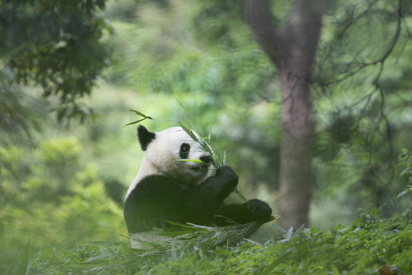 giant panda (Ailuropoda melanoleuca) in a panda base, Chengdu region, Sichuan, China