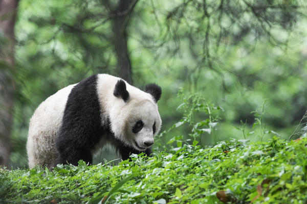 giant panda (Ailuropoda melanoleuca) in a panda base, Chengdu region, Sichuan, China