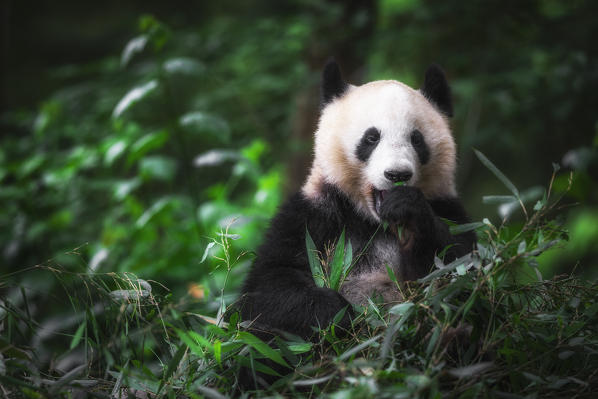 giant panda (Ailuropoda melanoleuca) in a panda base, Chengdu region, Sichuan, China
