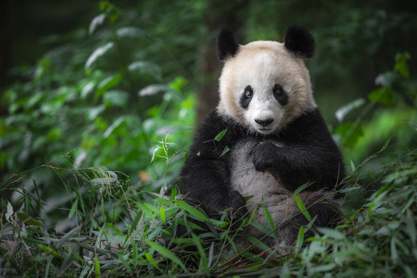 giant panda (Ailuropoda melanoleuca) in a panda base, Chengdu region, Sichuan, China