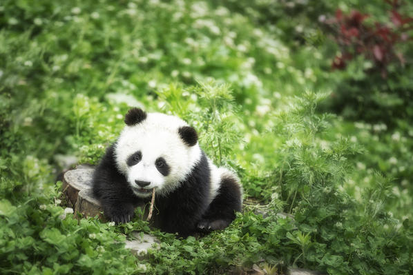 giant panda (Ailuropoda melanoleuca) in a panda base, Chengdu region, Sichuan, China