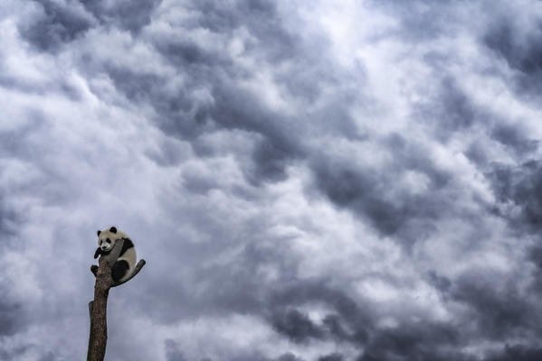 giant panda (Ailuropoda melanoleuca) in a panda base, Chengdu region, Sichuan, China