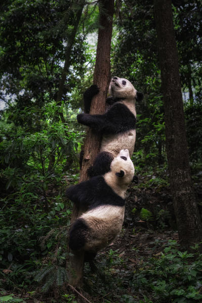 giant panda (Ailuropoda melanoleuca) in a panda base, Chengdu region, Sichuan, China

