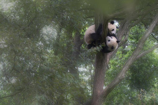 giant panda (Ailuropoda melanoleuca) in a panda base, Chengdu region, Sichuan, China
