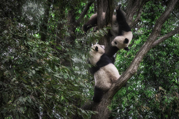 giant panda (Ailuropoda melanoleuca) in a panda base, Chengdu region, Sichuan, China
