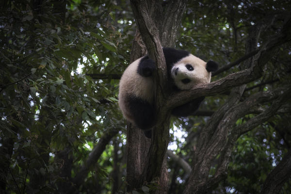 giant panda (Ailuropoda melanoleuca) in a panda base, Chengdu region, Sichuan, China
