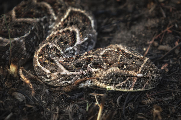 puff adder (Bitis arietans) in the Northern Serengeti, Tanzania
