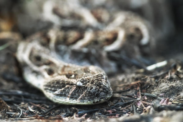 puff adder (Bitis arietans) in the Northern Serengeti, Tanzania
