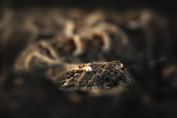 puff adder (Bitis arietans) in the Northern Serengeti, Tanzania

