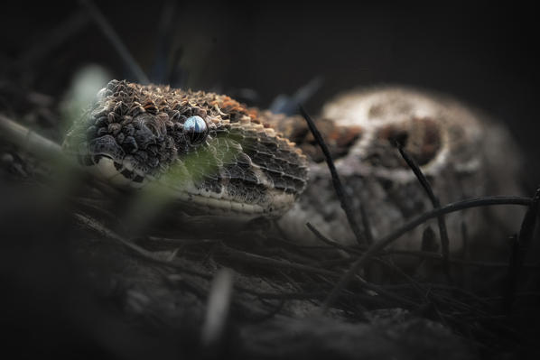 puff adder (Bitis arietans) in the Northern Serengeti, Tanzania
