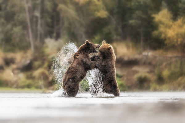 Brown bears fighting in Katmai National Park, Alaska
