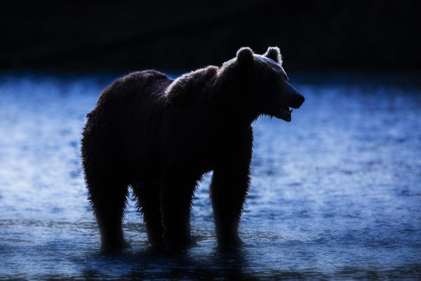 Brown bear silhouette at sunrise in Katmai National Park and Preserve, Alaska.