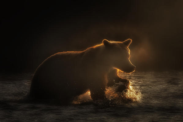 Brown bear silhouette at sunrise in Katmai National Park and Preserve, Alaska.