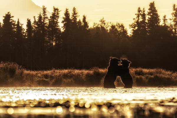 Brown bears fighting in Katmai National Park, Alaska