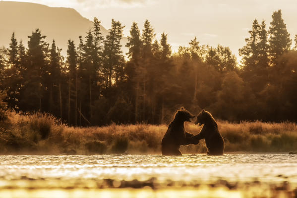 Brown bears fighting in Katmai National Park, Alaska