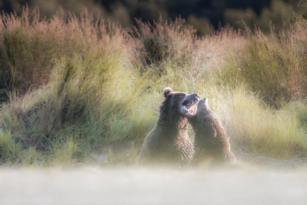 Brown bears fighting in Katmai National Park, Alaska