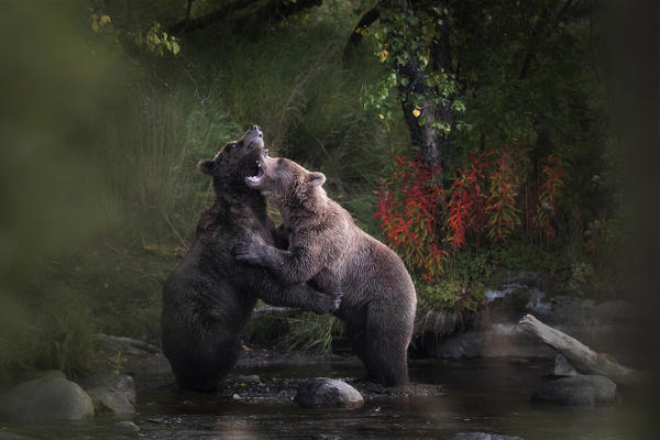 Brown bears fighting in Katmai National Park, Alaska