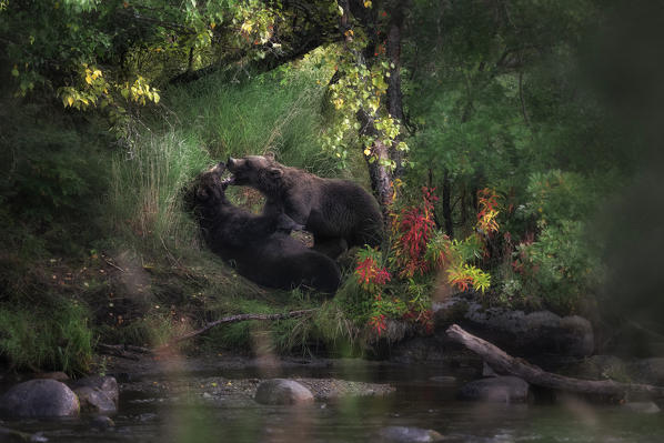 Brown bears fighting in Katmai National Park, Alaska