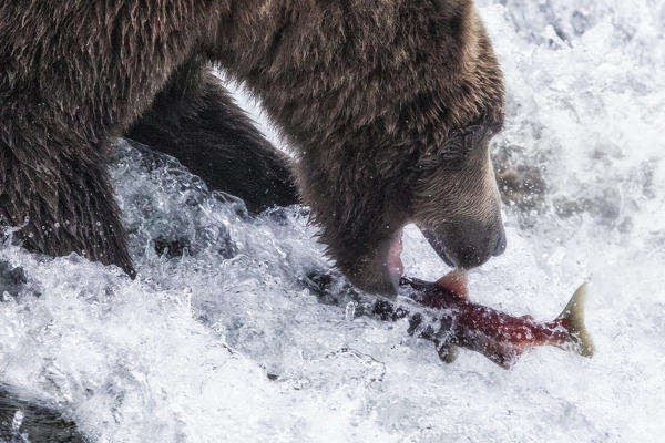 Brown bear fishing for silver salmon in Katmai National Park and Preserve, Alaska, USA