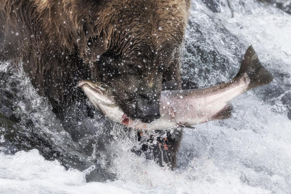Brown bear fishing for silver salmon in Katmai National Park and Preserve, Alaska, USA