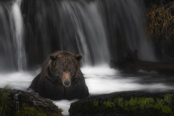 Brown bear (ursus arctos horribilis) fishing for salmon at the brooks falls, brooks river, Katmai National Park and preserve