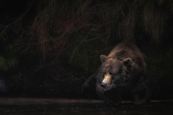 Brown bear (ursus arctos horribilis) fishing for salmon at the brooks falls, brooks river, Katmai National Park and preserve