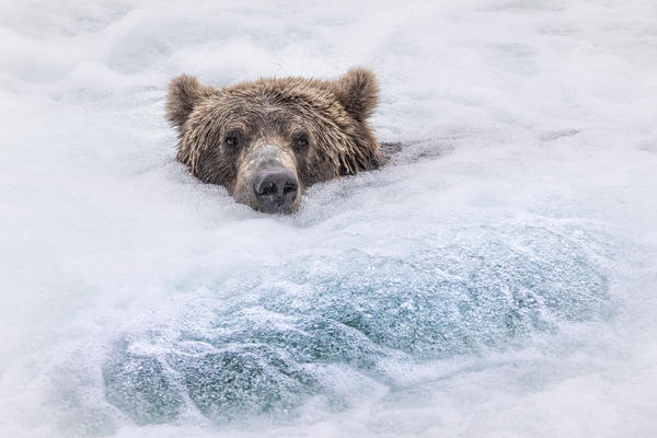 Brown bear (ursus arctos horribilis) fishing for salmon at the brooks falls, brooks river, Katmai National Park and preserve