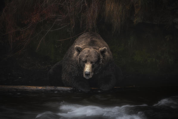 Brown bear (ursus arctos horribilis) fishing for salmon at the brooks falls, brooks river, Katmai National Park and preserve