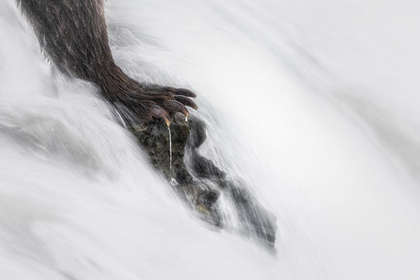 Paws of a brown bear (ursus arctos horribilis) fishing for salmon at the Brooks Falls, in Katmai National Park and preserve, Alaska