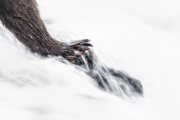 Paws of a brown bear (ursus arctos horribilis) fishing for salmon at the Brooks Falls, in Katmai National Park and preserve, Alaska