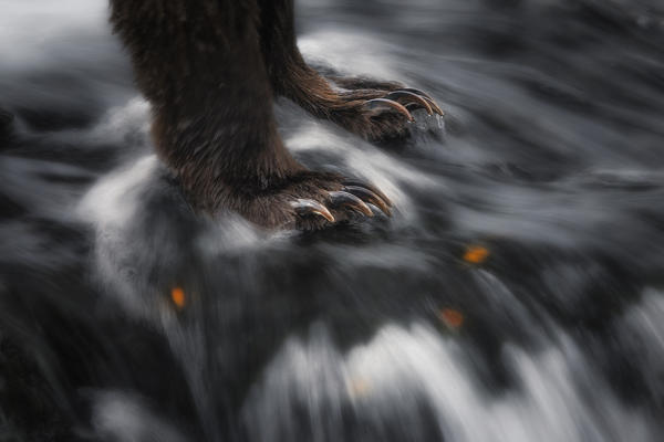 Paws of a brown bear (ursus arctos horribilis) fishing for salmon at the Brooks Falls, in Katmai National Park and preserve, Alaska