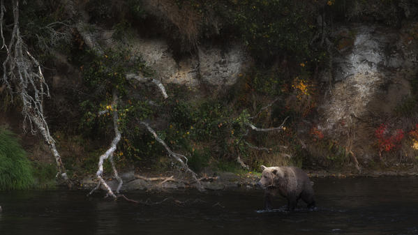 Brown bear (ursus arctos horribilis) fishing for salmon at the brooks falls, brooks river, Katmai National Park and preserve, as autumn colors display on the background