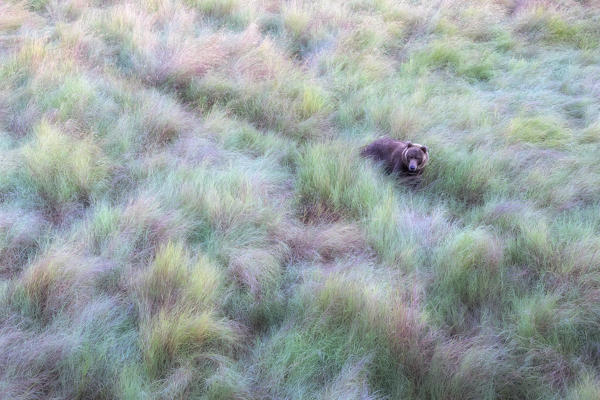 Brown bear (ursus arctos horribilis) in high grass at sunrise, in Katmai National park and preserve
