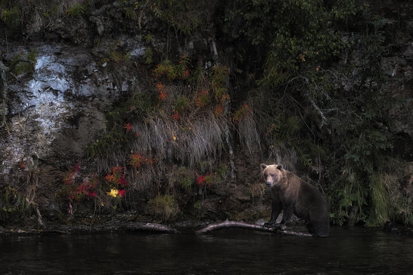 Brown bear (ursus arctos horribilis) fishing for salmon at the brooks falls, brooks river, Katmai National Park and preserve, as autumn colors display on the background