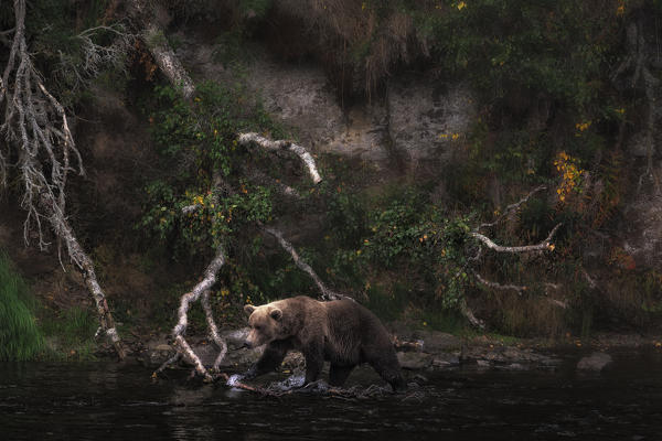 Brown bear (ursus arctos horribilis) fishing for salmon at the brooks falls, brooks river, Katmai National Park and preserve