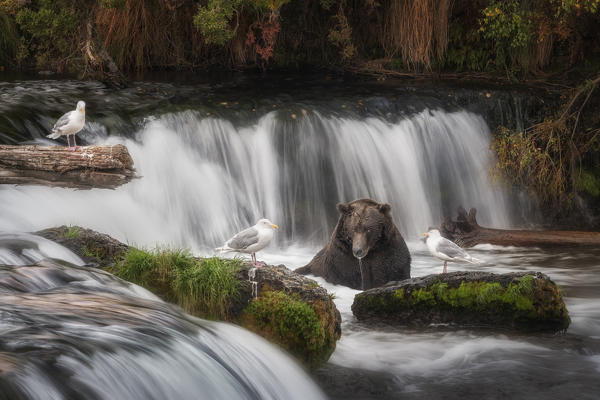 Brown bear (ursus arctos horribilis) fishing for salmon at the brooks falls, brooks river, Katmai National Park and preserve