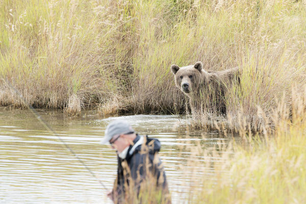Brown bear (ursus arctos horribilis) fishing for salmon at the  brooks river, Katmai National Park and preserve, sharing the river with fisherman.