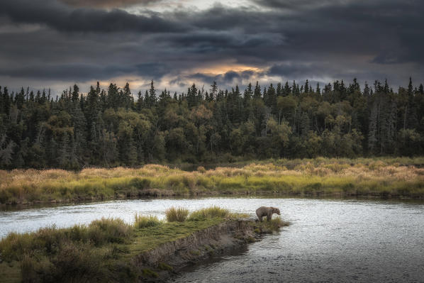 Brown bear (ursus arctos horribilis) fishing for salmon at the brooks falls, brooks river, Katmai National Park and preserve, at sunset

