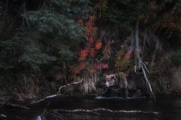 Brown bear (ursus arctos horribilis) fishing for salmon at the brooks falls, brooks river, Katmai National Park and preserve
