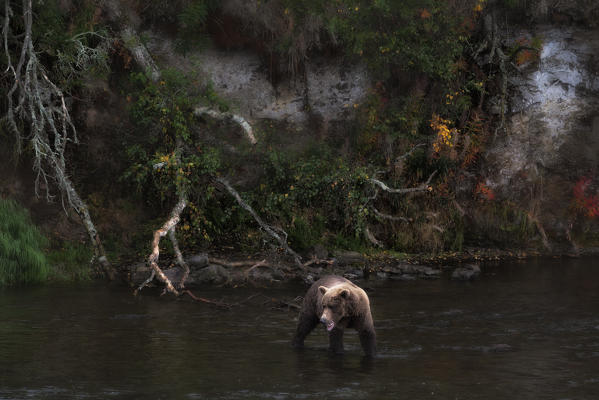 Brown bear (ursus arctos horribilis) fishing for salmon at the brooks falls, brooks river, Katmai National Park and preserve
