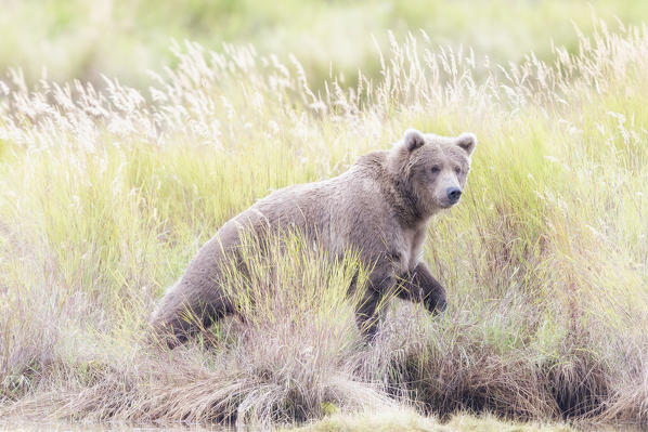 Brown bear (ursus arctos horribilis) at the brooks river, Katmai National Park and preserve