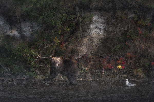 Brown bear fishing at the Brooks river in heavy rain, Katmai National Park and preserve, Alaska