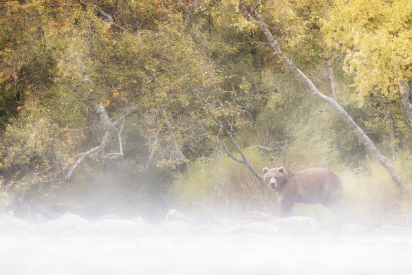 Alaskan brown bear in Katmai National Park and preserve, Alaska, USA
